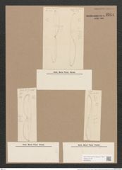 Donkinia recta (Donk.) Grun. (de-Toni-Nr.: Genus 17, Species 1150) Zeichnungen Sammlung Grunow Nr. 2244 (NHMW-BOT-W0369343)